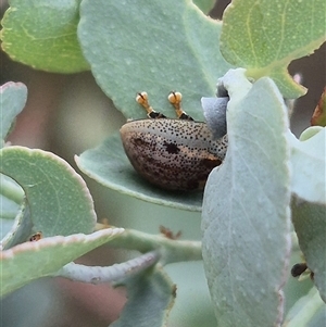 Paropsisterna m-fuscum at Bungendore, NSW - 8 Jan 2025