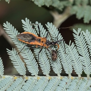 Gminatus australis (Orange assassin bug) at Palerang, NSW by AlisonMilton