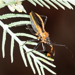 Gminatus australis at Palerang, NSW - 7 Jan 2025 12:28 PM