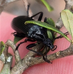 Tanychilus sp. (genus) (Comb-clawed beetle) at Bungendore, NSW - 8 Jan 2025 by clarehoneydove