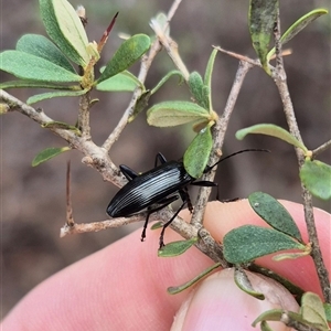 Tanychilus sp. (genus) at Bungendore, NSW - suppressed