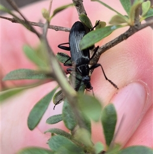 Tanychilus sp. (genus) at Bungendore, NSW - suppressed