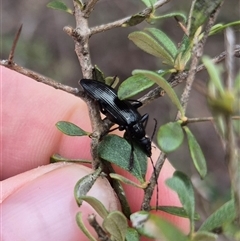 Homotrysis lugubris at Bungendore, NSW - 8 Jan 2025