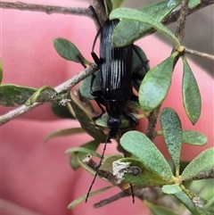 Tanychilus sp. (genus) at Bungendore, NSW - suppressed