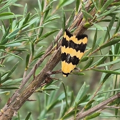 Termessa laeta (Lithosiini) at Bungendore, NSW - 8 Jan 2025 by clarehoneydove