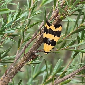 Termessa laeta at Bungendore, NSW - suppressed