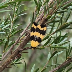 Termessa laeta at Bungendore, NSW - suppressed