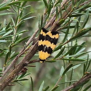 Termessa laeta at Bungendore, NSW - suppressed