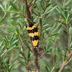 Termessa laeta at Bungendore, NSW - suppressed