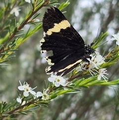 Eutrichopidia latinus (Yellow-banded Day-moth) at Bungendore, NSW - 8 Jan 2025 by clarehoneydove