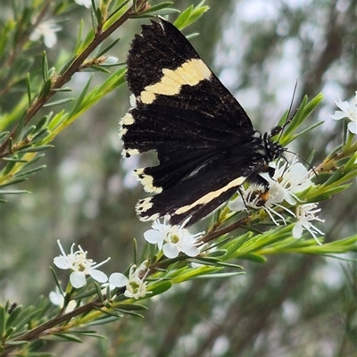 Eutrichopidia latinus (Yellow-banded Day-moth) at Bungendore, NSW - 8 Jan 2025 by clarehoneydove