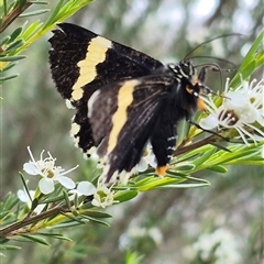 Eutrichopidia latinus at Bungendore, NSW - suppressed