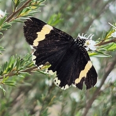 Eutrichopidia latinus at Bungendore, NSW - 8 Jan 2025