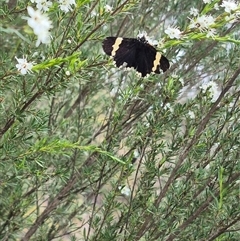 Eutrichopidia latinus at Bungendore, NSW - 8 Jan 2025