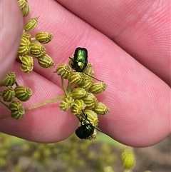 Aporocera (Aporocera) jacksoni (Leaf beetle) at Bungendore, NSW - 8 Jan 2025 by clarehoneydove