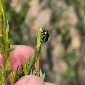 Aporocera (Aporocera) jacksoni at Bungendore, NSW - 8 Jan 2025