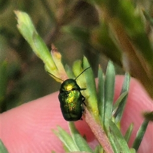 Aporocera (Aporocera) jacksoni at Bungendore, NSW - 8 Jan 2025