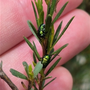 Aporocera (Aporocera) jacksoni at Bungendore, NSW - 8 Jan 2025