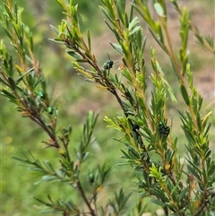 Aporocera (Aporocera) jacksoni at Bungendore, NSW - 8 Jan 2025