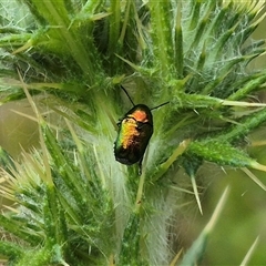 Aporocera sp. (genus) (Unidentified Aporocera leaf beetle) at Bungendore, NSW - 8 Jan 2025 by clarehoneydove