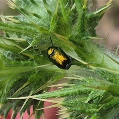 Aporocera sp. (genus) at Bungendore, NSW - suppressed