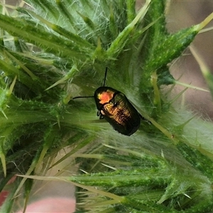 Aporocera sp. (genus) at Bungendore, NSW - suppressed