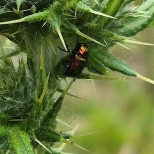 Aporocera sp. (genus) at Bungendore, NSW - suppressed