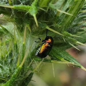 Aporocera sp. (genus) at Bungendore, NSW - suppressed