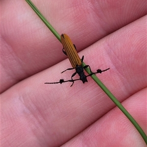 Tropis paradoxa at Bungendore, NSW - suppressed