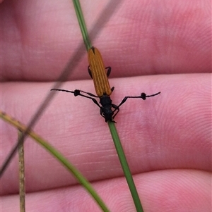 Tropis paradoxa at Bungendore, NSW - suppressed