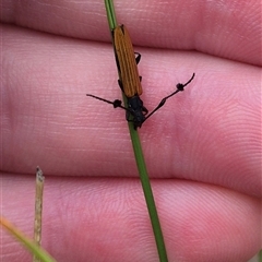 Tropis paradoxa at Bungendore, NSW - suppressed