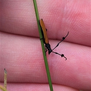 Tropis paradoxa at Bungendore, NSW - suppressed