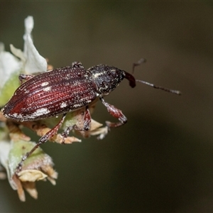 Aoplocnemis rufipes (A weevil) at Forbes Creek, NSW by AlisonMilton