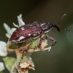 Aoplocnemis rufipes at Forbes Creek, NSW - 7 Jan 2025