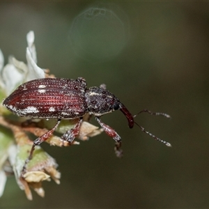 Aoplocnemis rufipes at Forbes Creek, NSW - 7 Jan 2025