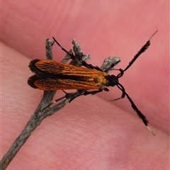 Snellenia lineata (Lycid-mimicking Moth) at Bungendore, NSW - 8 Jan 2025 by clarehoneydove