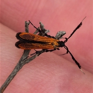 Snellenia lineata at Bungendore, NSW - 8 Jan 2025