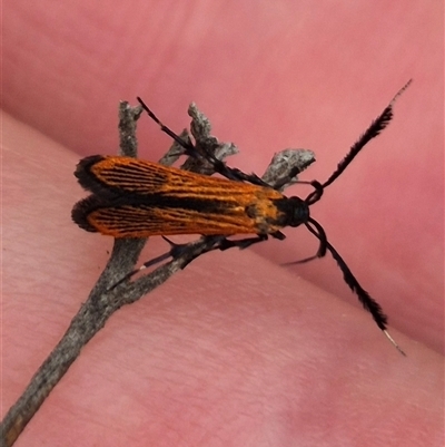 Snellenia lineata (Lycid-mimicking Moth) at Bungendore, NSW - 8 Jan 2025 by clarehoneydove