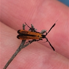 Snellenia lineata at Bungendore, NSW - 8 Jan 2025