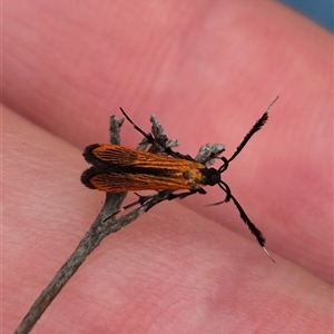 Snellenia lineata at Bungendore, NSW - 8 Jan 2025