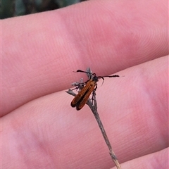 Snellenia lineata at Bungendore, NSW - 8 Jan 2025