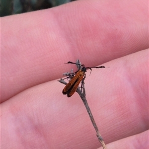 Snellenia lineata at Bungendore, NSW - 8 Jan 2025