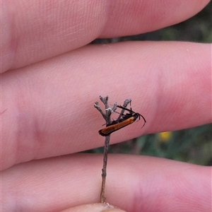 Snellenia lineata at Bungendore, NSW - 8 Jan 2025