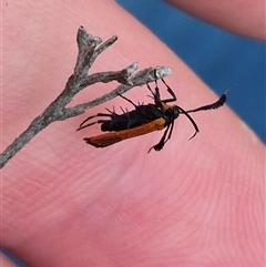 Snellenia lineata at Bungendore, NSW - 8 Jan 2025