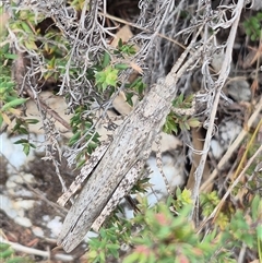 Coryphistes ruricola (Bark-mimicking Grasshopper) at Bungendore, NSW - 8 Jan 2025 by clarehoneydove