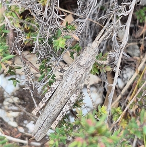 Coryphistes ruricola at Bungendore, NSW - suppressed