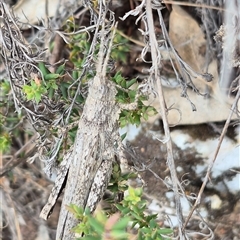 Coryphistes ruricola at Bungendore, NSW - suppressed