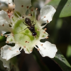 Parapalaeosepsis plebeia at Murrumbateman, NSW - 8 Jan 2025 by SimoneC