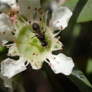 Parapalaeosepsis plebeia at Murrumbateman, NSW - 8 Jan 2025