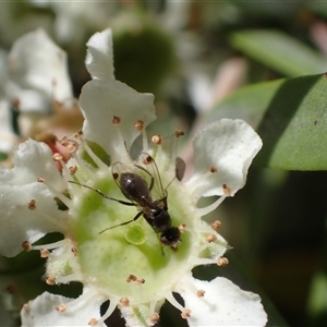 Parapalaeosepsis plebeia at Murrumbateman, NSW - 8 Jan 2025